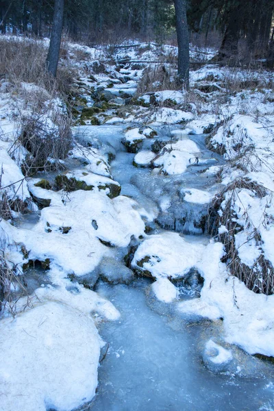 冬雪森林河水 — 图库照片