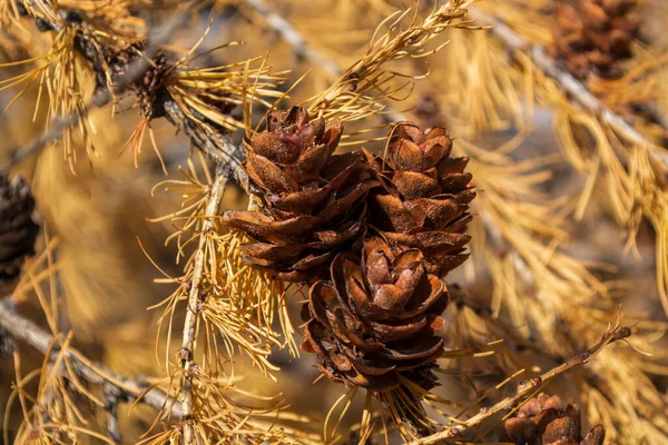 Pine Tree Pine Nuts — Stock Photo, Image