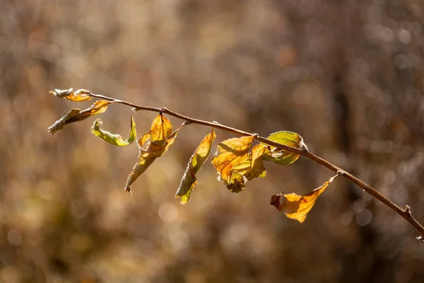 The yellow leaves of yellow birch in autumn in the backlight / Autumn leaves yellow birch