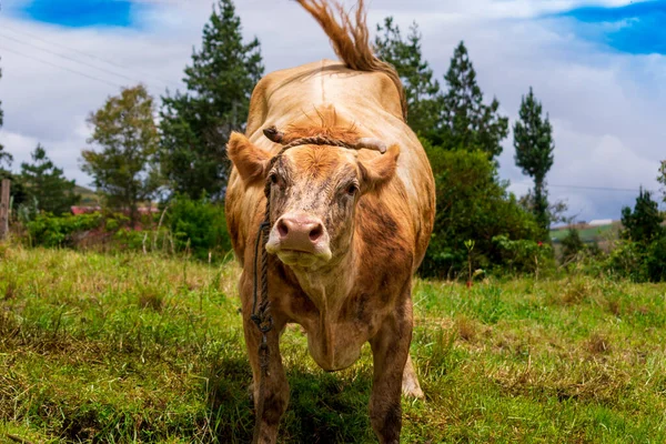 Fotoğraf için inek pozu