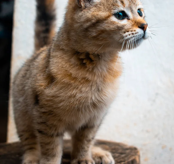 Konsantre bir kedi yavrusu.