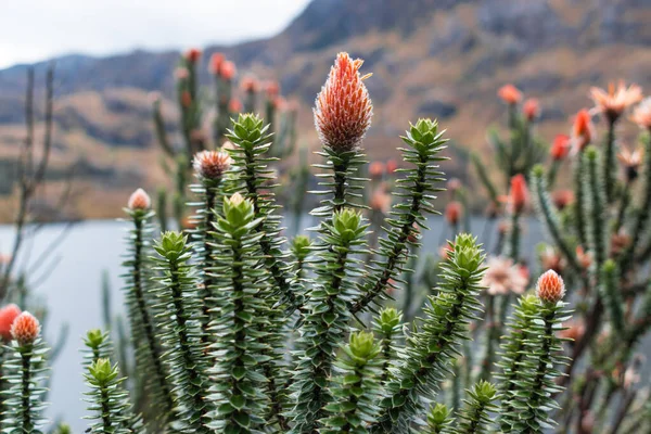 El Cajas, Ekvador 'da olağanüstü çiçekli nadir bitkiler