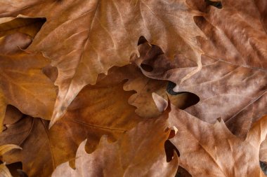 Eski ahşap bir masanın üzerindeki ağaç yaprakları.