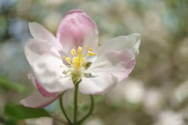 Apfelbaumblüten Blühen Sonnigen Garten Hintergrund Ist Ein Apfelgarten Sehr Nah — Stockfoto