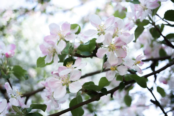 Apple Tree Flowers Blossoming Sunny Garden Background Apple Garden Very — Stock Photo, Image
