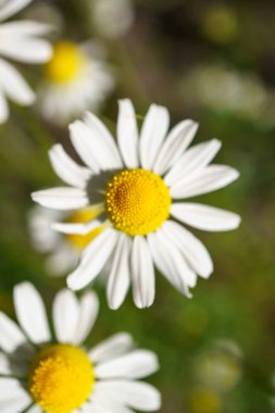 Papatya sağlıklı çaylar için güneşli bir bahçede. doğa doğal güneş ışığı ile fotoğraflandı. seçici odak ve yakın çekim. makro fotoğrafçılık