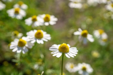 Papatya sağlıklı çaylar için güneşli bir bahçede. doğa doğal güneş ışığı ile fotoğraflandı. seçici odak ve yakın çekim. makro fotoğrafçılık