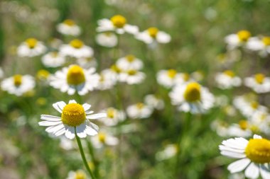 Papatya sağlıklı çaylar için güneşli bir bahçede. doğa doğal güneş ışığı ile fotoğraflandı. seçici odak ve yakın çekim. makro fotoğrafçılık