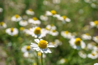 Papatya sağlıklı çaylar için güneşli bir bahçede. doğa doğal güneş ışığı ile fotoğraflandı. seçici odak ve yakın çekim. makro fotoğrafçılık