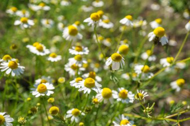 Papatya sağlıklı çaylar için güneşli bir bahçede. doğa doğal güneş ışığı ile fotoğraflandı. seçici odak ve yakın çekim. makro fotoğrafçılık