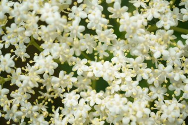 Siyah Elderberries çiçek kapatın, makro fotoğrafçılık, farklı açılardan, seçici odak, güneşli bir gün
