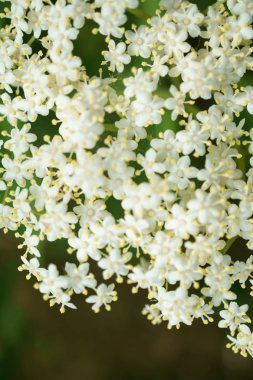 Siyah Elderberries çiçek kapatın, makro fotoğrafçılık, farklı açılardan, seçici odak, güneşli bir gün