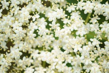 Siyah Elderberries çiçek kapatın, makro fotoğrafçılık, farklı açılardan, seçici odak, güneşli bir gün