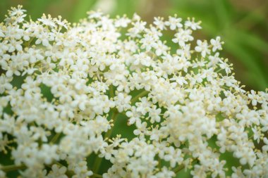 Siyah Elderberries çiçek kapatın, makro fotoğrafçılık, farklı açılardan, seçici odak, güneşli bir gün