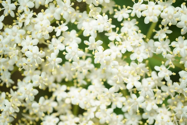 Siyah Elderberries çiçek kapatın, makro fotoğrafçılık, farklı açılardan, seçici odak, güneşli bir gün