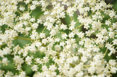 Siyah Elderberries çiçek kapatın, makro fotoğrafçılık, farklı açılardan, seçici odak, güneşli bir gün