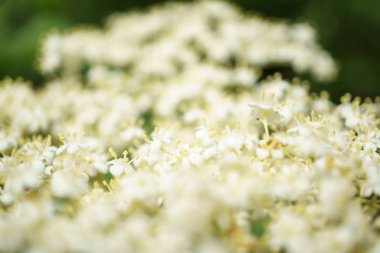 Siyah Elderberries çiçek kapatın, makro fotoğrafçılık, farklı açılardan, seçici odak, güneşli bir gün