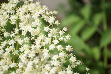 Siyah Elderberries çiçek kapatın, makro fotoğrafçılık, farklı açılardan, seçici odak, güneşli bir gün