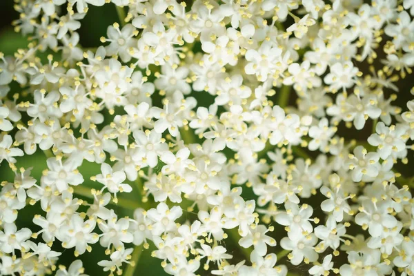 Flores Saúco Negro Cerca Macrofotografía Diferentes Ángulos Enfoque Selectivo Día —  Fotos de Stock