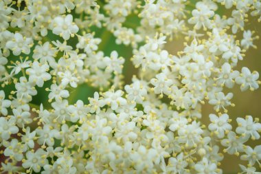 Siyah Elderberries çiçek kapatın, makro fotoğrafçılık, farklı açılardan, seçici odak, güneşli bir gün