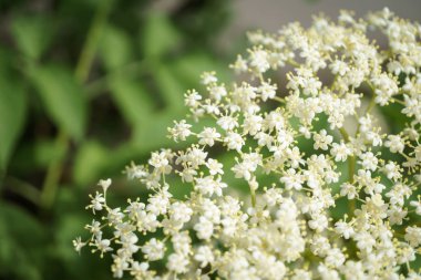 Siyah Elderberries çiçek kapatın, makro fotoğrafçılık, farklı açılardan, seçici odak, güneşli bir gün
