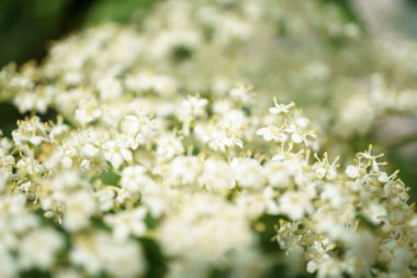 Siyah Elderberries çiçek kapatın, makro fotoğrafçılık, farklı açılardan, seçici odak, güneşli bir gün