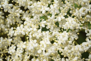 Siyah Elderberries çiçek kapatın, makro fotoğrafçılık, farklı açılardan, seçici odak, güneşli bir gün