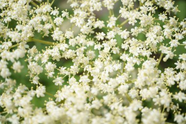 Siyah Elderberries çiçek kapatın, makro fotoğrafçılık, farklı açılardan, seçici odak, güneşli bir gün