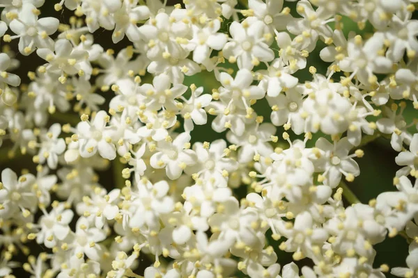 Siyah Elderberries çiçek kapatın, makro fotoğrafçılık, farklı açılardan, seçici odak, güneşli bir gün