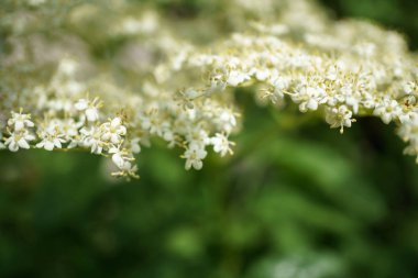 Siyah Elderberries çiçek kapatın, makro fotoğrafçılık, farklı açılardan, seçici odak, güneşli bir gün