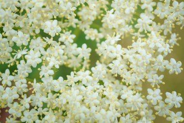 Siyah Elderberries çiçek kapatın, makro fotoğrafçılık, farklı açılardan, seçici odak, güneşli bir gün