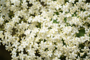 Siyah Elderberries çiçek kapatın, makro fotoğrafçılık, farklı açılardan, seçici odak, güneşli bir gün