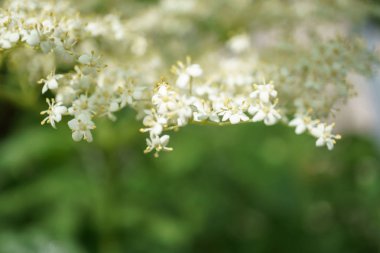 Siyah Elderberries çiçek kapatın, makro fotoğrafçılık, farklı açılardan, seçici odak, güneşli bir gün