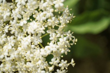 Siyah Elderberries çiçek kapatın, makro fotoğrafçılık, farklı açılardan, seçici odak, güneşli bir gün