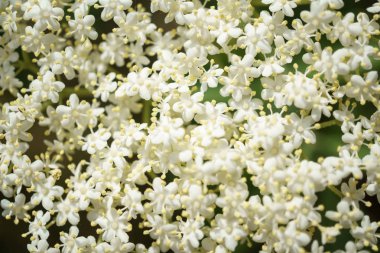 Siyah Elderberries çiçek kapatın, makro fotoğrafçılık, farklı açılardan, seçici odak, güneşli bir gün