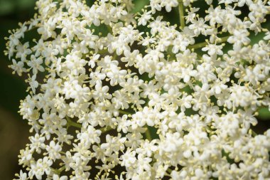 Siyah Elderberries çiçek kapatın, makro fotoğrafçılık, farklı açılardan, seçici odak, güneşli bir gün