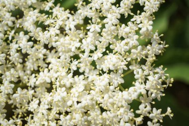 Siyah Elderberries çiçek kapatın, makro fotoğrafçılık, farklı açılardan, seçici odak, güneşli bir gün