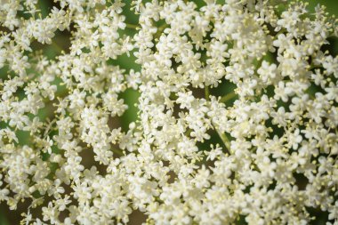 Siyah Elderberries çiçek kapatın, makro fotoğrafçılık, farklı açılardan, seçici odak, güneşli bir gün