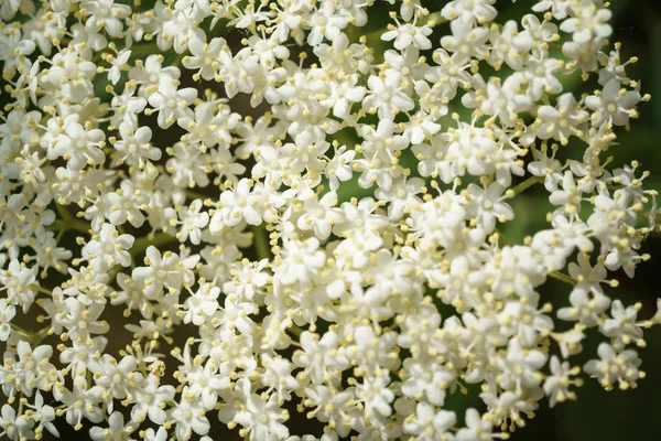 Flores Saúco Negro Cerca Macrofotografía Diferentes Ángulos Enfoque Selectivo Día — Foto de Stock