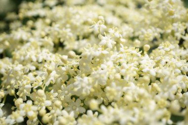 Siyah Elderberries çiçek kapatın, makro fotoğrafçılık, farklı açılardan, seçici odak, güneşli bir gün