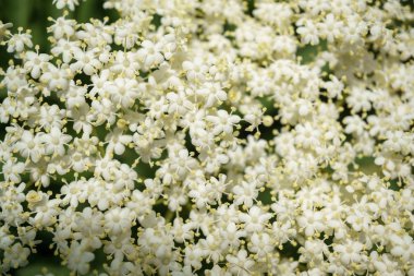 Siyah Elderberries çiçek kapatın, makro fotoğrafçılık, farklı açılardan, seçici odak, güneşli bir gün
