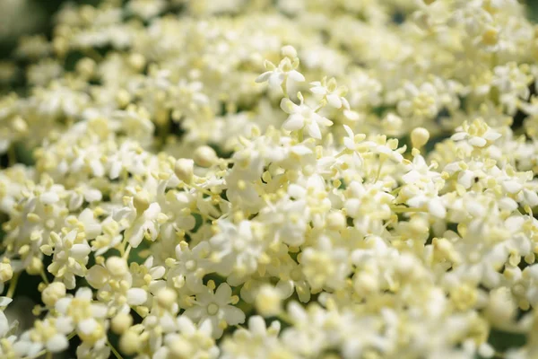 Siyah Elderberries çiçek kapatın, makro fotoğrafçılık, farklı açılardan, seçici odak, güneşli bir gün