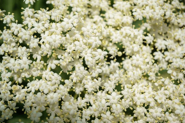 Siyah Elderberries çiçek kapatın, makro fotoğrafçılık, farklı açılardan, seçici odak, güneşli bir gün