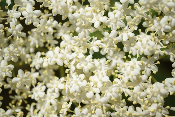 Svart Fläder Blommor Nära Makrofotografering Olika Vinklar Selektivt Fokus Solig Royaltyfria Stockbilder