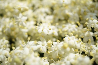 Siyah Elderberries çiçek kapatın, makro fotoğrafçılık, farklı açılardan, seçici odak, güneşli bir gün