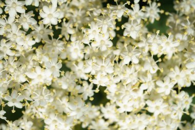 Siyah Elderberries çiçek kapatın, makro fotoğrafçılık, farklı açılardan, seçici odak, güneşli bir gün