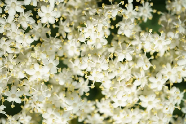 Siyah Elderberries çiçek kapatın, makro fotoğrafçılık, farklı açılardan, seçici odak, güneşli bir gün