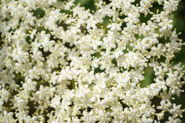 Siyah Elderberries çiçek kapatın, makro fotoğrafçılık, farklı açılardan, seçici odak, güneşli bir gün