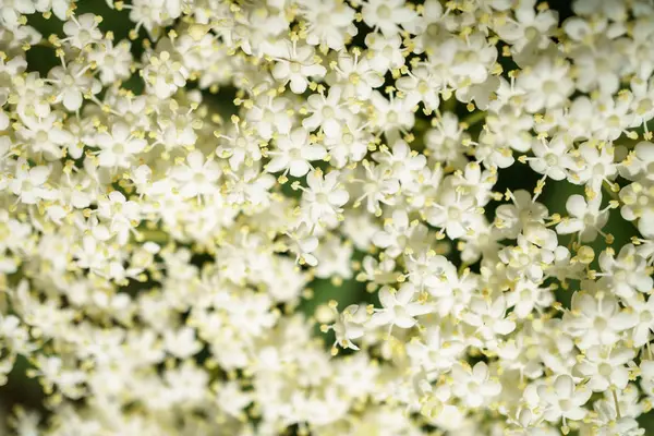 Siyah Elderberries çiçek kapatın, makro fotoğrafçılık, farklı açılardan, seçici odak, güneşli bir gün