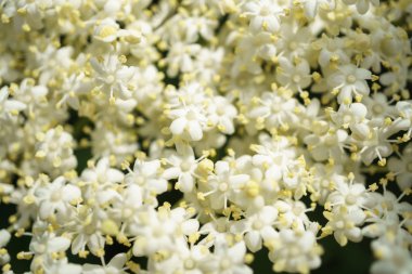 Siyah Elderberries çiçek kapatın, makro fotoğrafçılık, farklı açılardan, seçici odak, güneşli bir gün